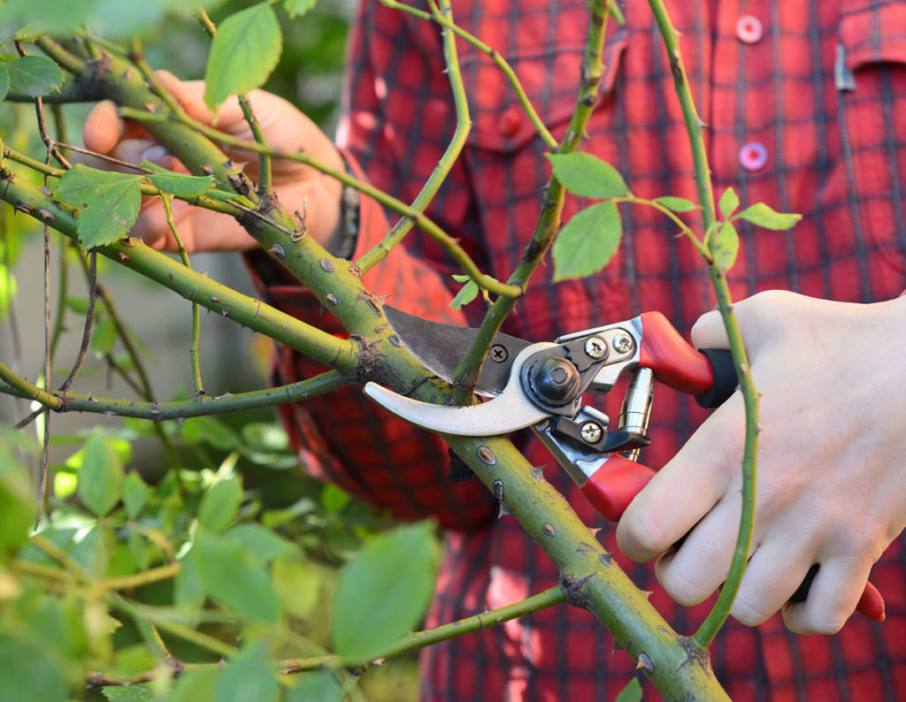 pruning-roses-in-the-fall-youtube