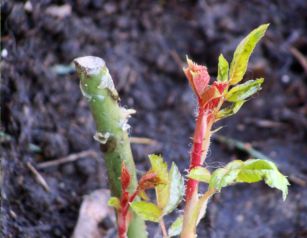 rose-rootstocks-peterson-nursery-and-garden-center